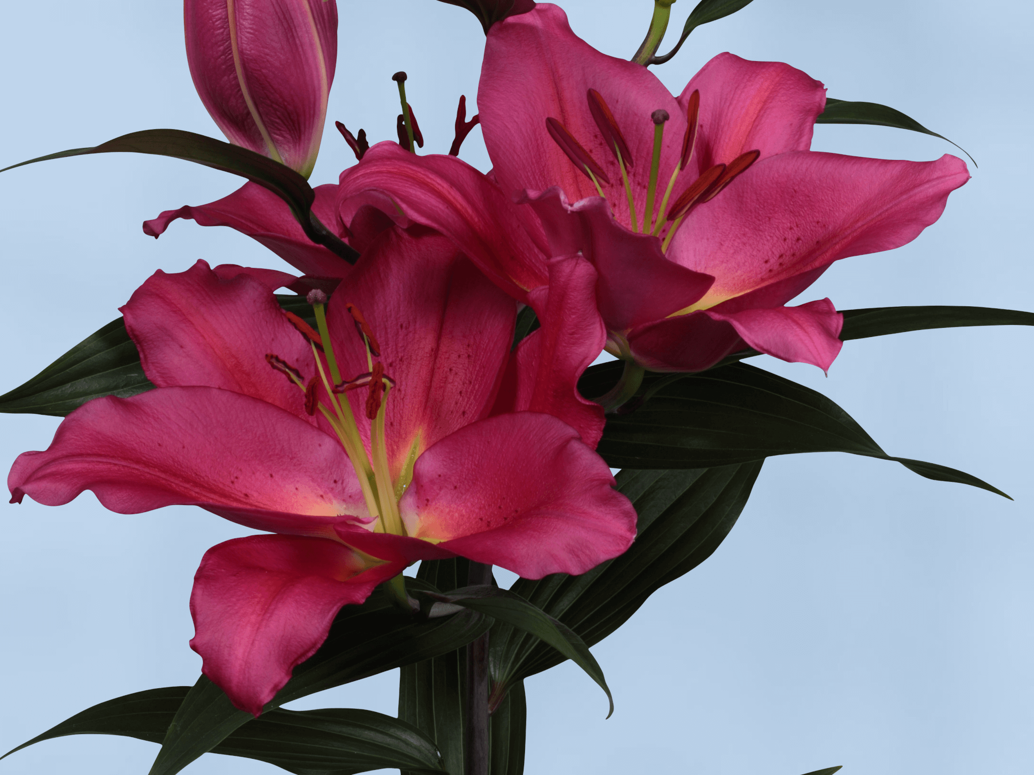 Lily, Oriental Tarrango