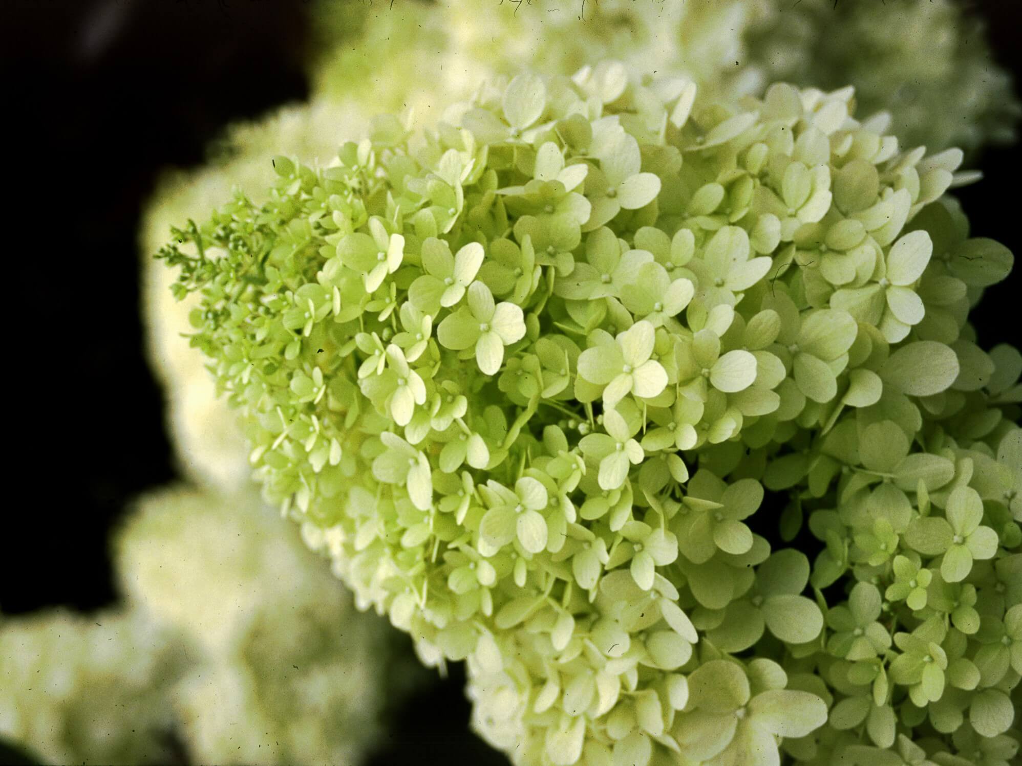 Hydrangea, Panicle Limelight