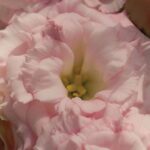 Lisianthus, Mariachi Misty Pink