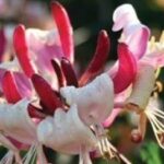 Honeysuckle, Peaches and Cream