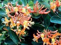 Honeysuckle, Mandarin