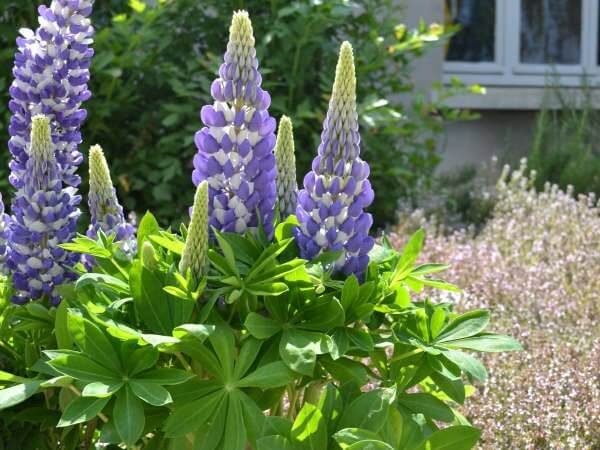 Lupine, Blue Bicolor