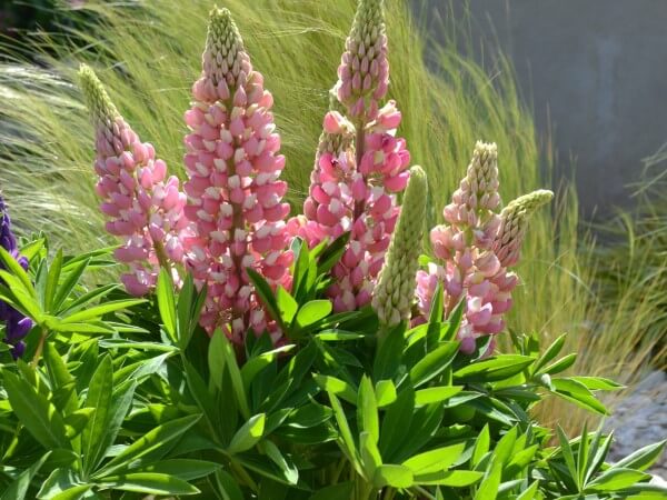 Lupine, Pink Bicolor