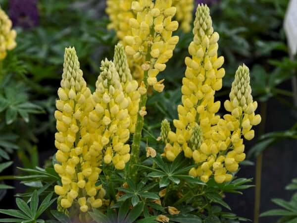 Lupine, Gallery Yellow