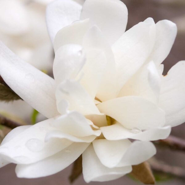 Magnolia, Loebner Dr. Merrill