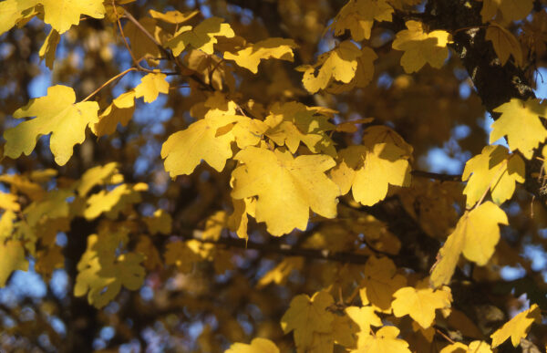 Maple, Metro Gold - Image 2