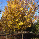 Maple, Metro Gold