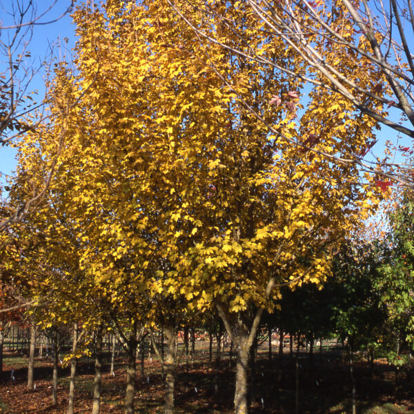 Maple, Metro Gold