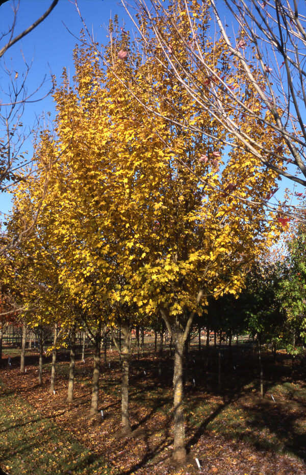 Maple, Metro Gold