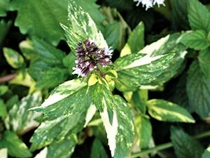 Mint, Variegated Peppermint