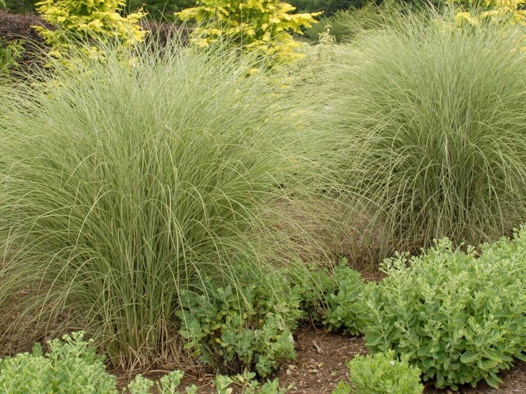 Grass, Maiden Morning Light