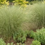 Grass, Maiden Morning Light