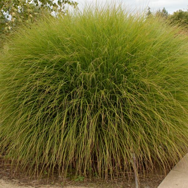 Grass, Maidengrass