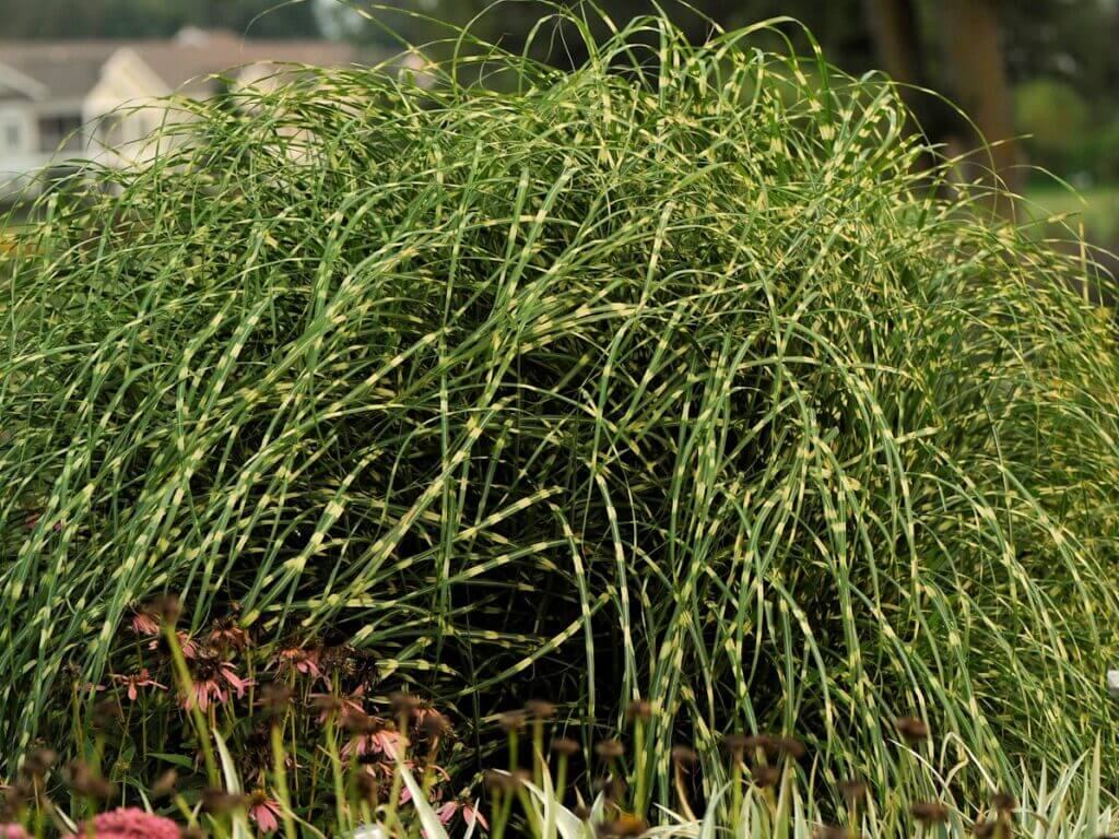 Grass, Maiden Little Zebra