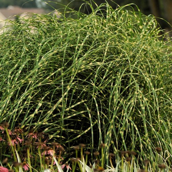 Grass, Maiden Little Zebra