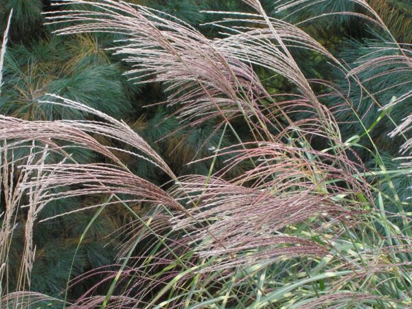 Grass, Maiden Little Zebra - Image 2