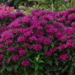 Beebalm, Grape Gumball