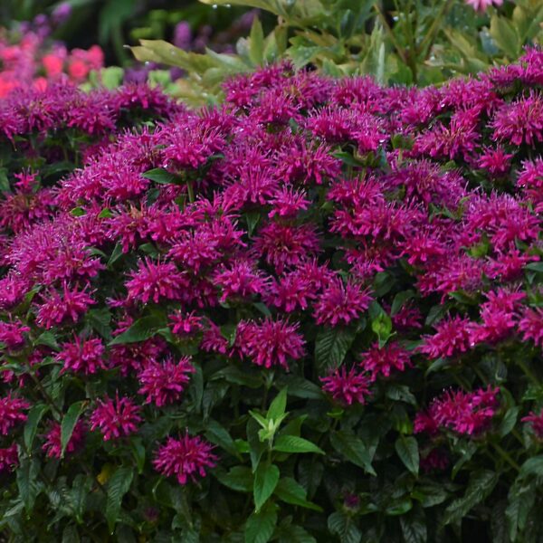 Beebalm, Grape Gumball