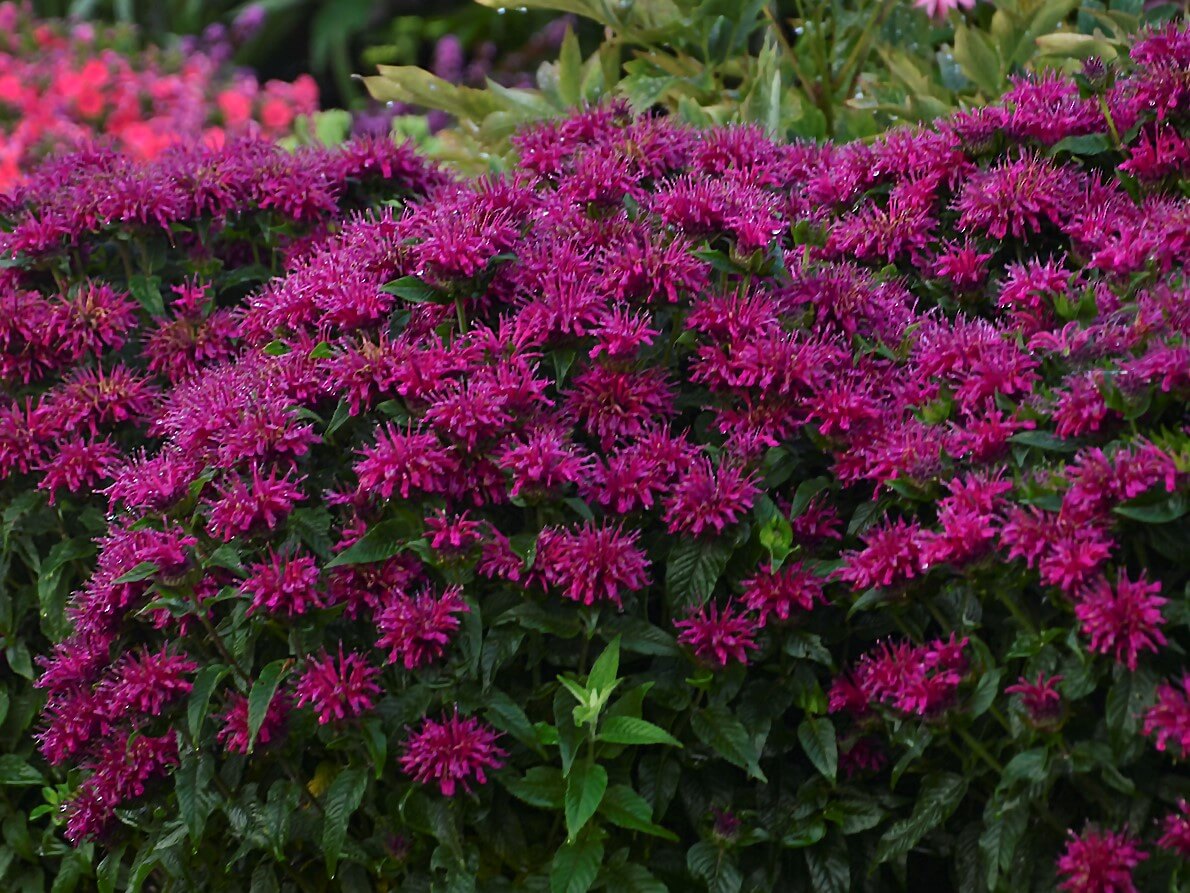 Beebalm, Grape Gumball