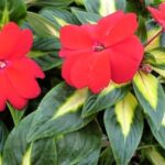 Impatiens, New Guinea Painted Paradise Red