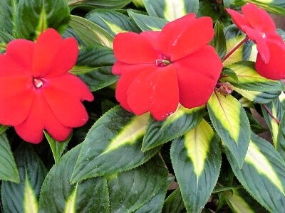 Impatiens, New Guinea Painted Paradise Red