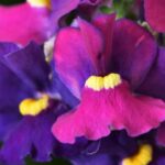 Nemesia, Escential Bumbleberry