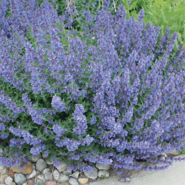 Catmint, Walker's Low