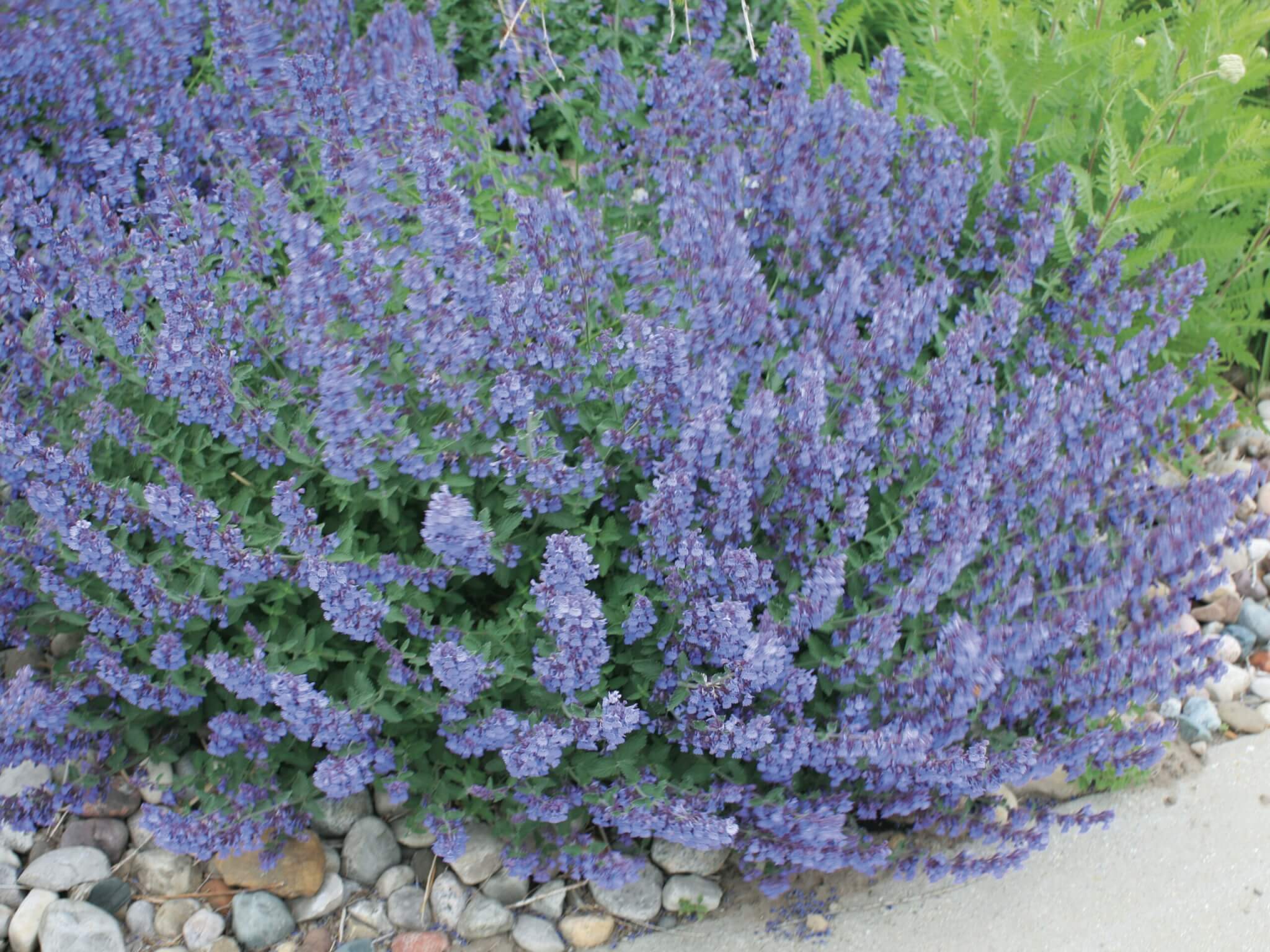 Catmint, Walker’s Low