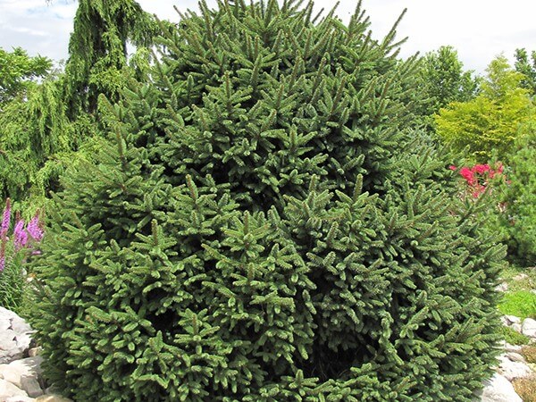 Spruce, Norway Clanbrassiliana
