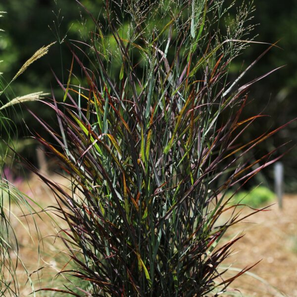 Grass, Switchgrass Hot Rod