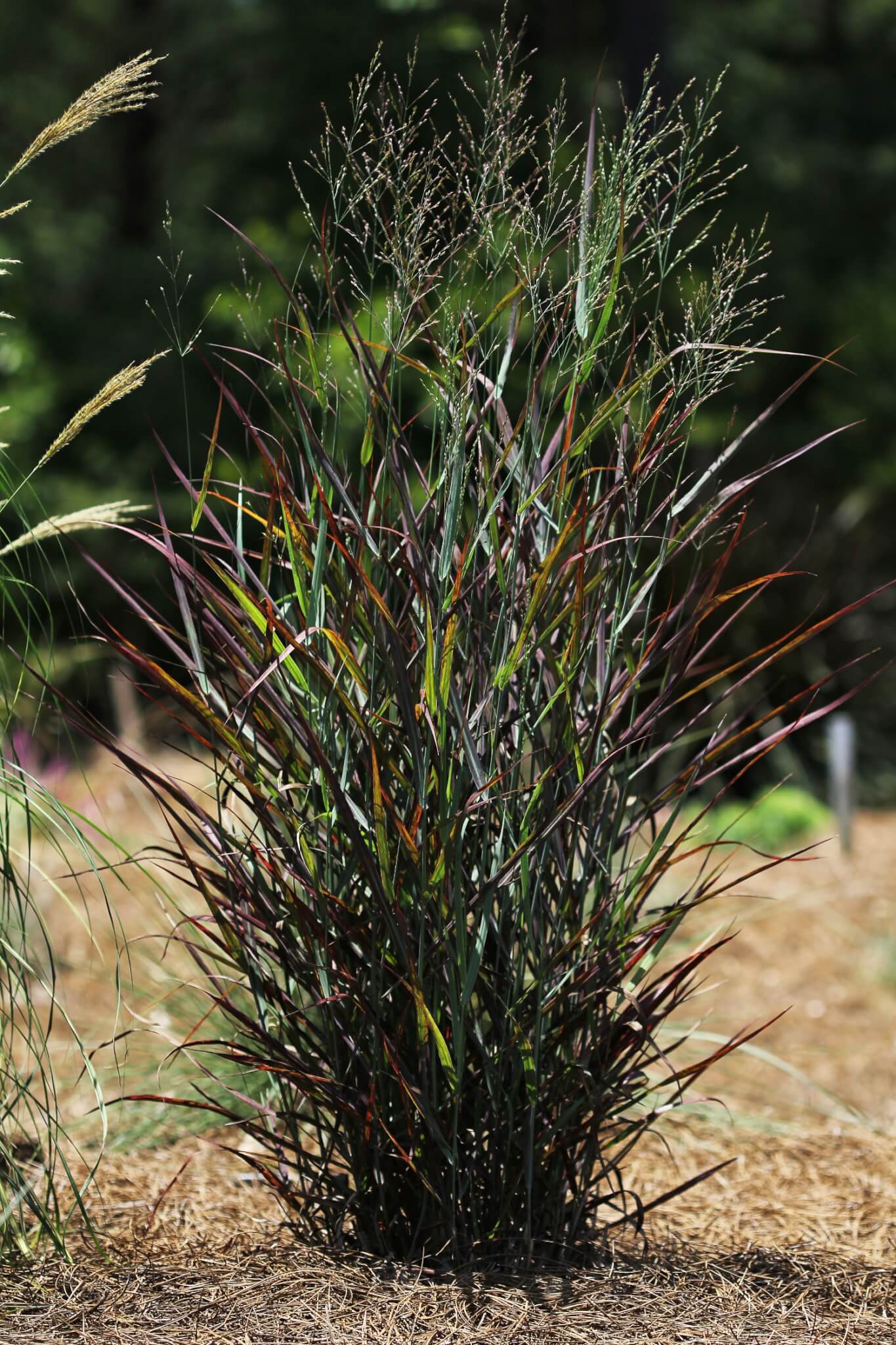 Grass, Switchgrass Hot Rod