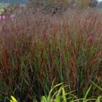 Grass, Switchgrass Cheyenne Sky