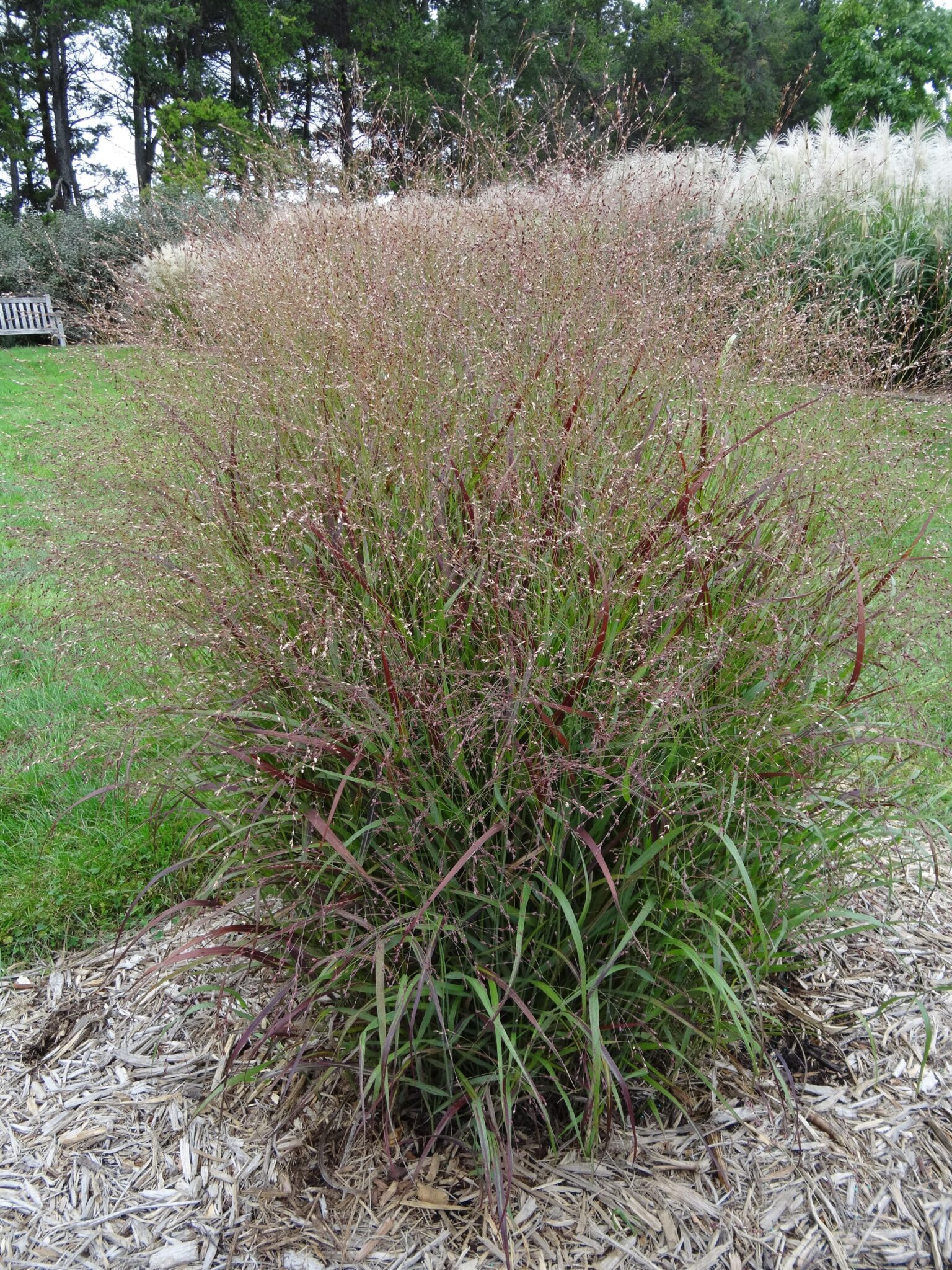 Grass, Switchgrass Shenandoah Campbells Nursery
