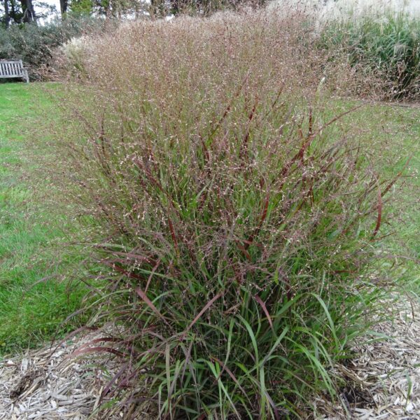 Grass, Switchgrass Shenandoah