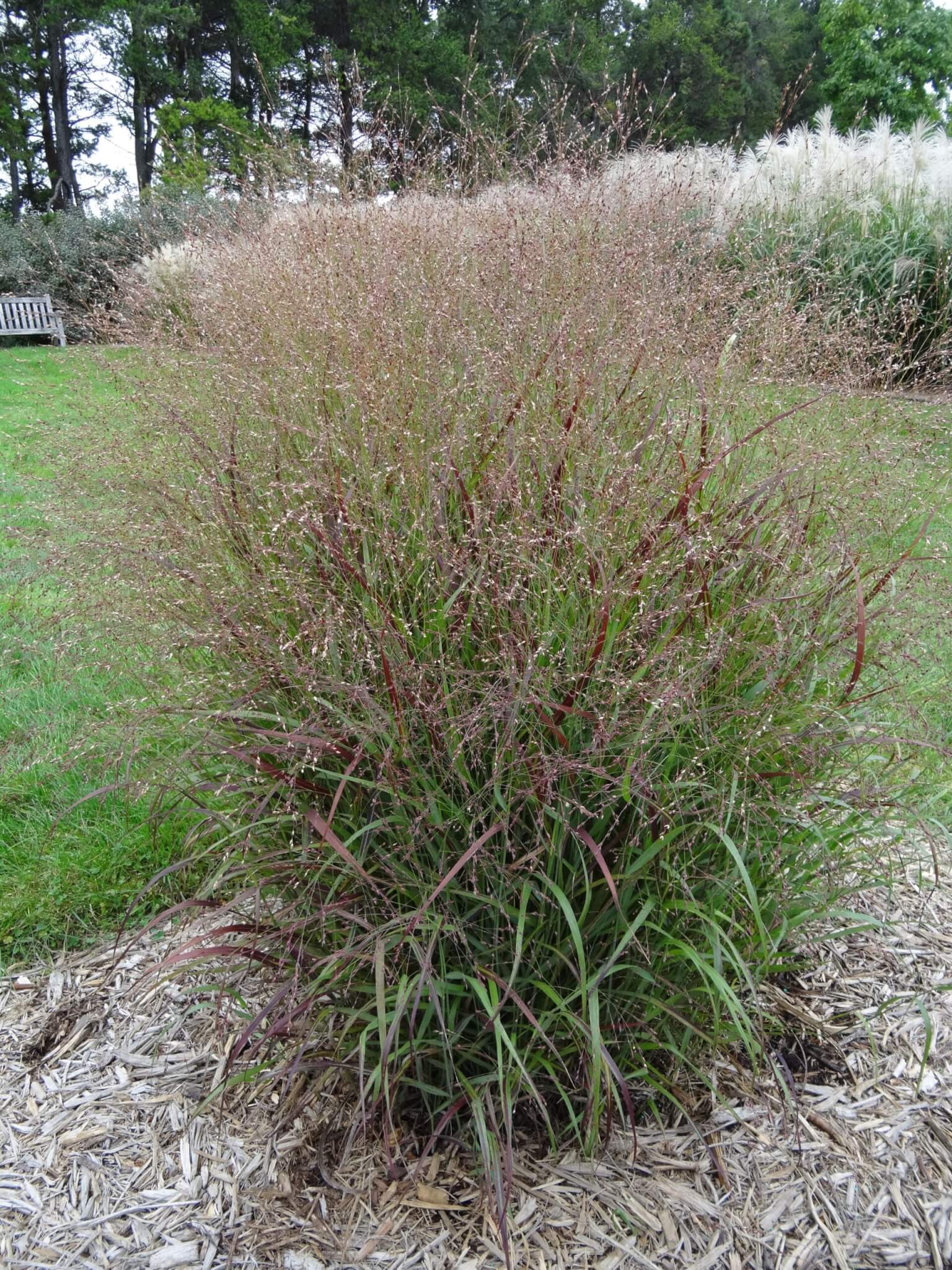 Grass, Switchgrass Shenandoah