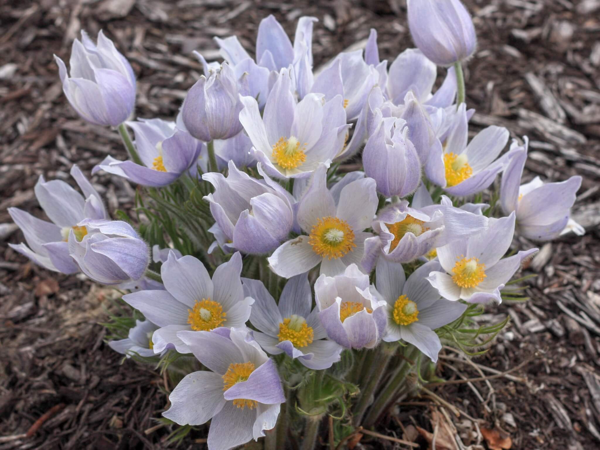 Pasqueflower, Eastern