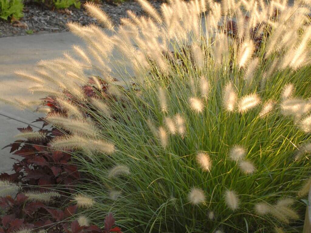 Grass, Fountain Hameln