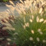 Grass, Fountain Hameln