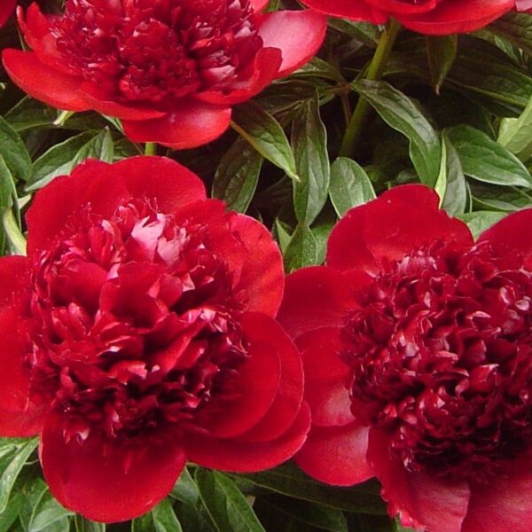 Peony, Red Charm