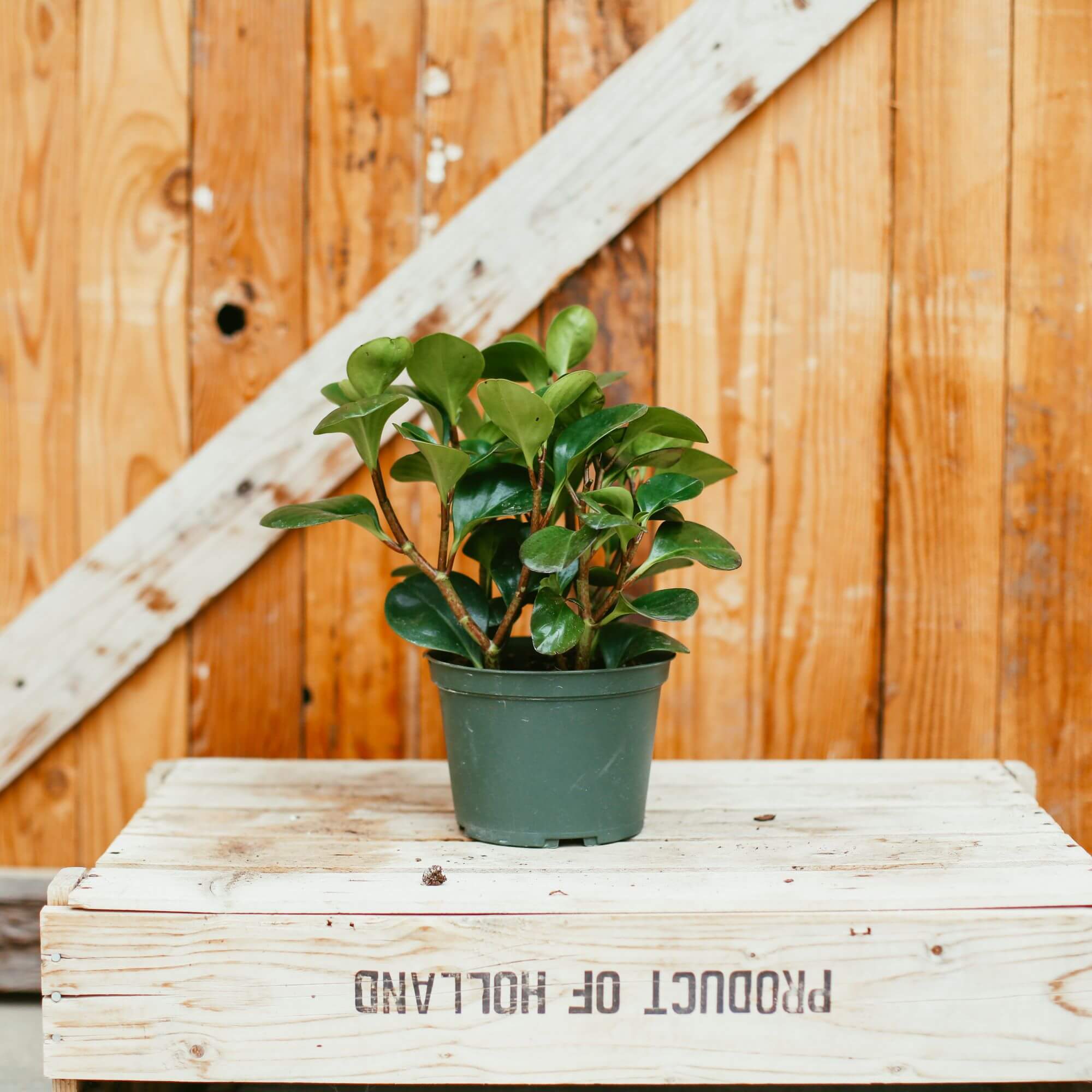 Peperomia, Green