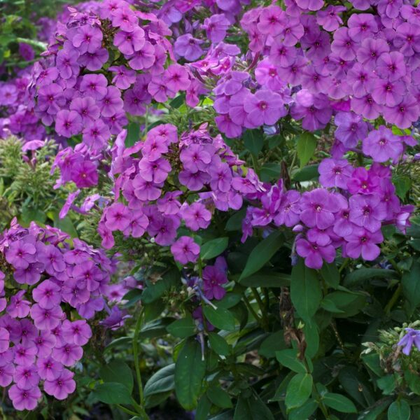 Phlox, Flame Purple