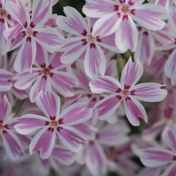 Phlox, Creeping Candy Stripe