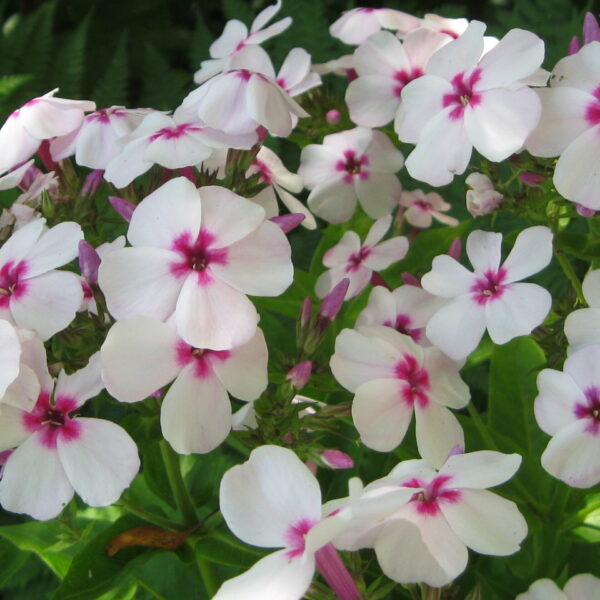 Phlox, Flame White Eye