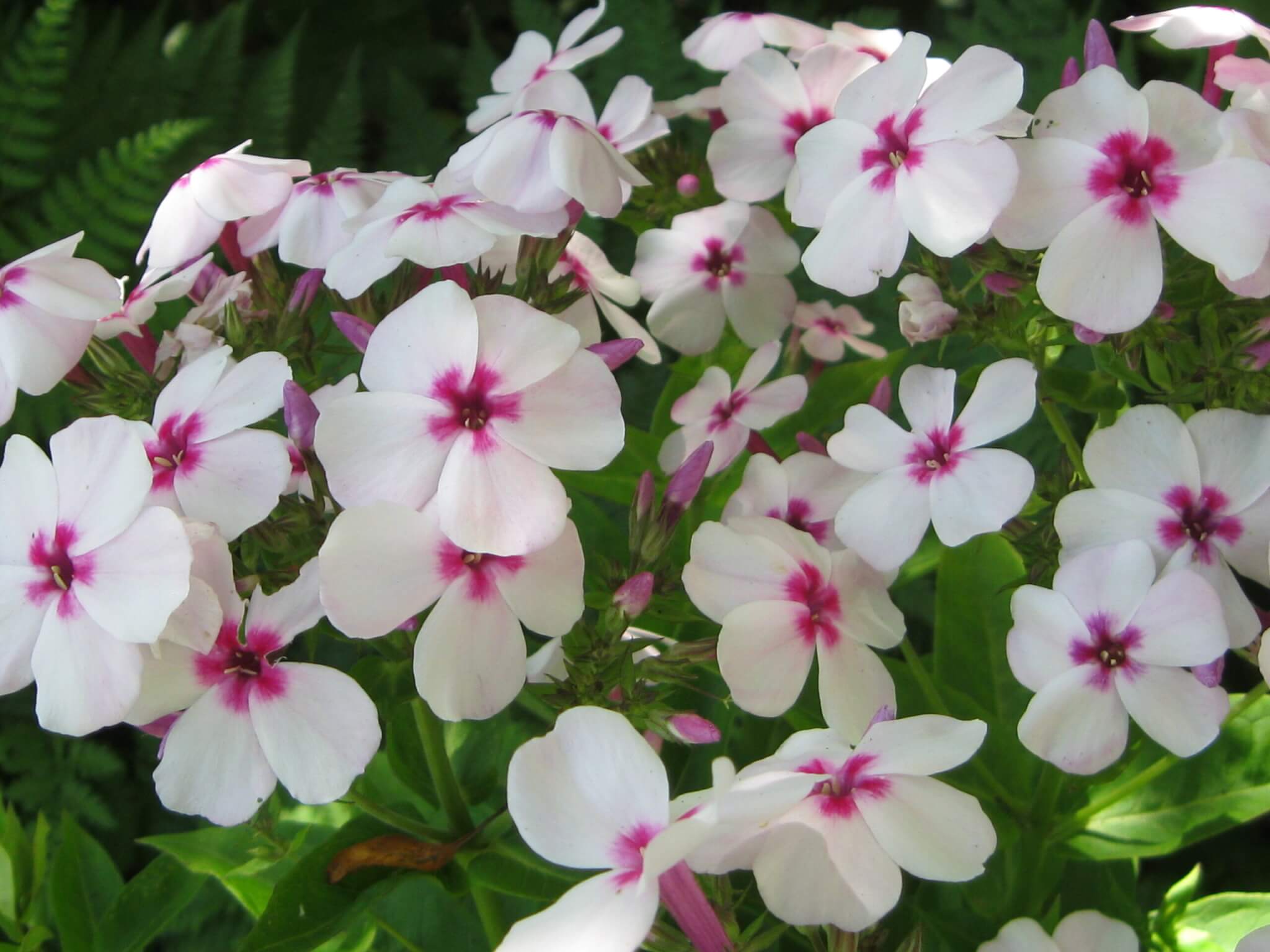 Phlox, Flame White Eye