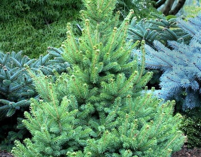 Spruce, White North Star