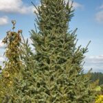 Spruce, Serbian Silver Blue