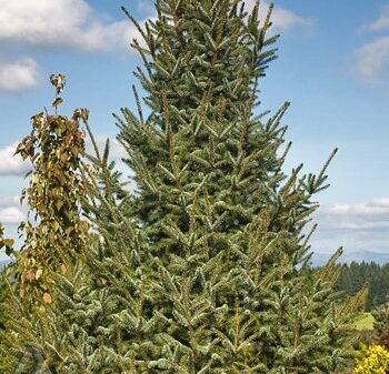 Spruce, Serbian Silver Blue