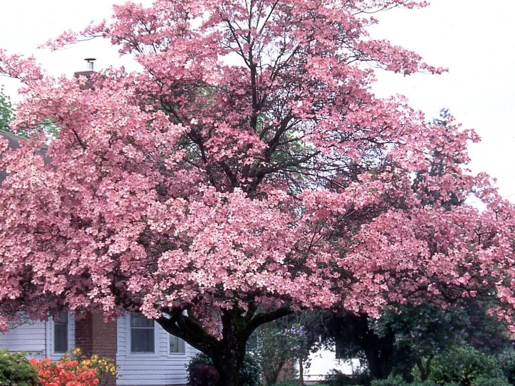 Dogwood, Pink Flowering Campbell's Nursery
