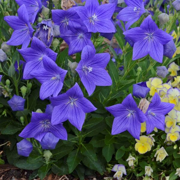 Balloon Flower, Sentimental Blue
