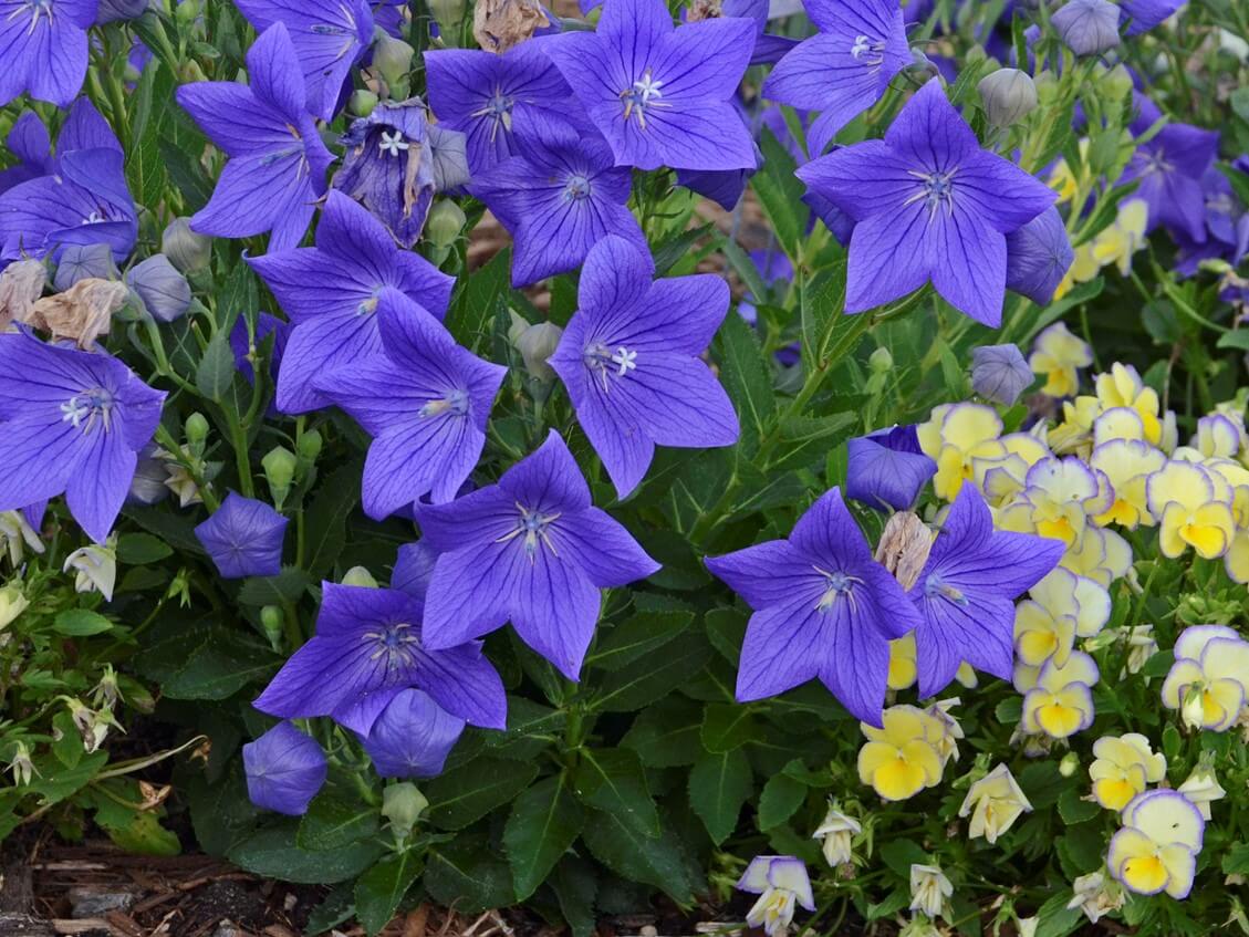 Balloon Flower, Sentimental Blue